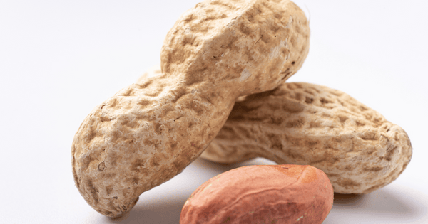 落花生の収穫遅れが招く影響：品質低下から発芽まで徹底解説