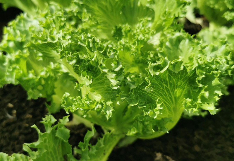 レタスとサニーレタスの違いとは？種類、栄養、活用方法を徹底解説