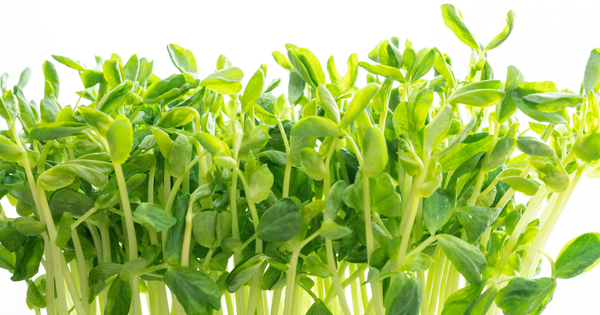 豆苗って何の豆？知られざるルーツを徹底解説！