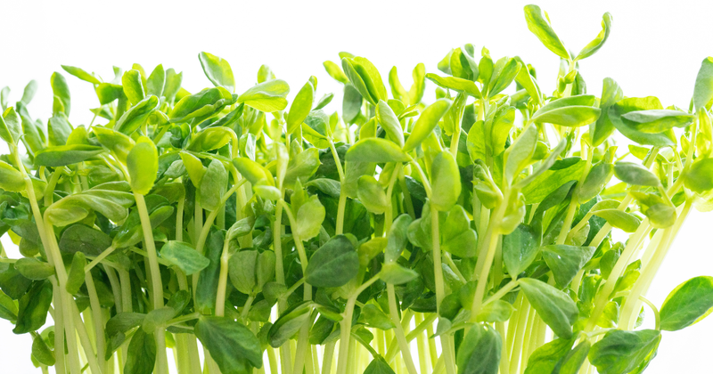 豆苗って何の豆？知られざるルーツを徹底解説！