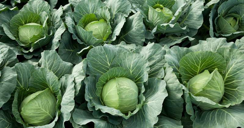 キャベツ栽培：苗の植え付け時期と成功のコツ｜初心者向け徹底ガイド