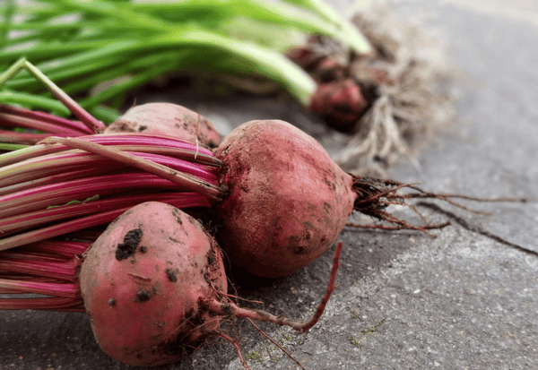 家庭菜園で楽しむ！ビーツ栽培の成功への道：土作りから収穫まで