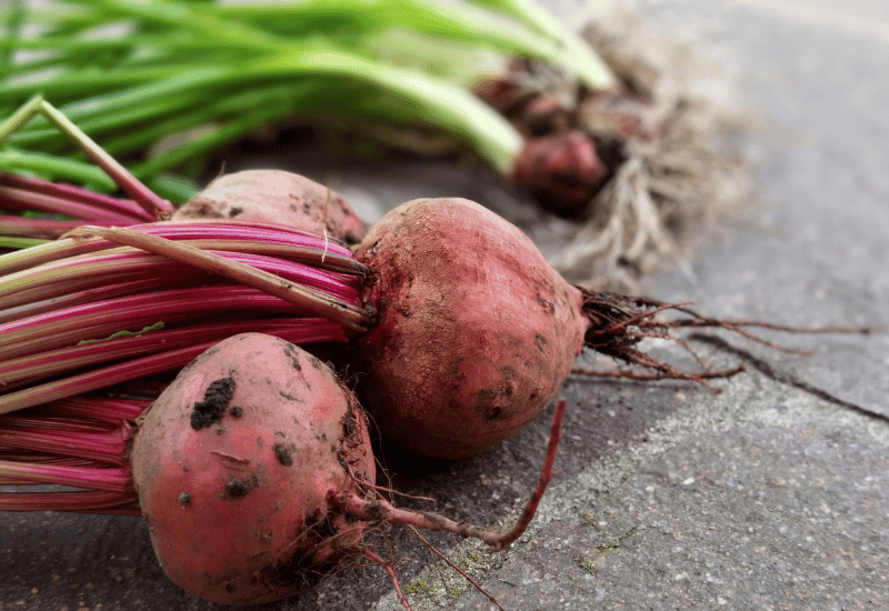 家庭菜園で楽しむ！ビーツ栽培の成功への道：土作りから収穫まで