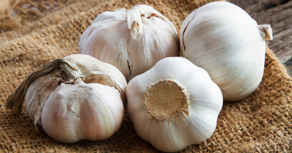 にんにく収穫：最適な時期、方法、保存方法を徹底解説｜家庭菜園からプロの技術まで