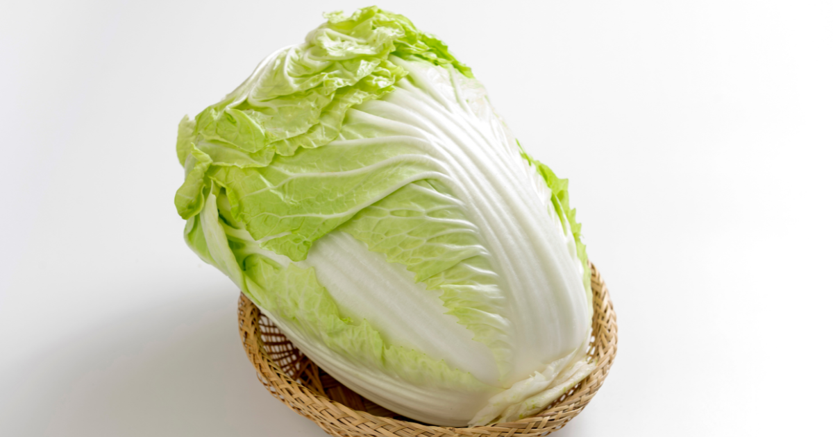 家庭菜園で挑戦！白菜の植え付け時期と成功のポイント
