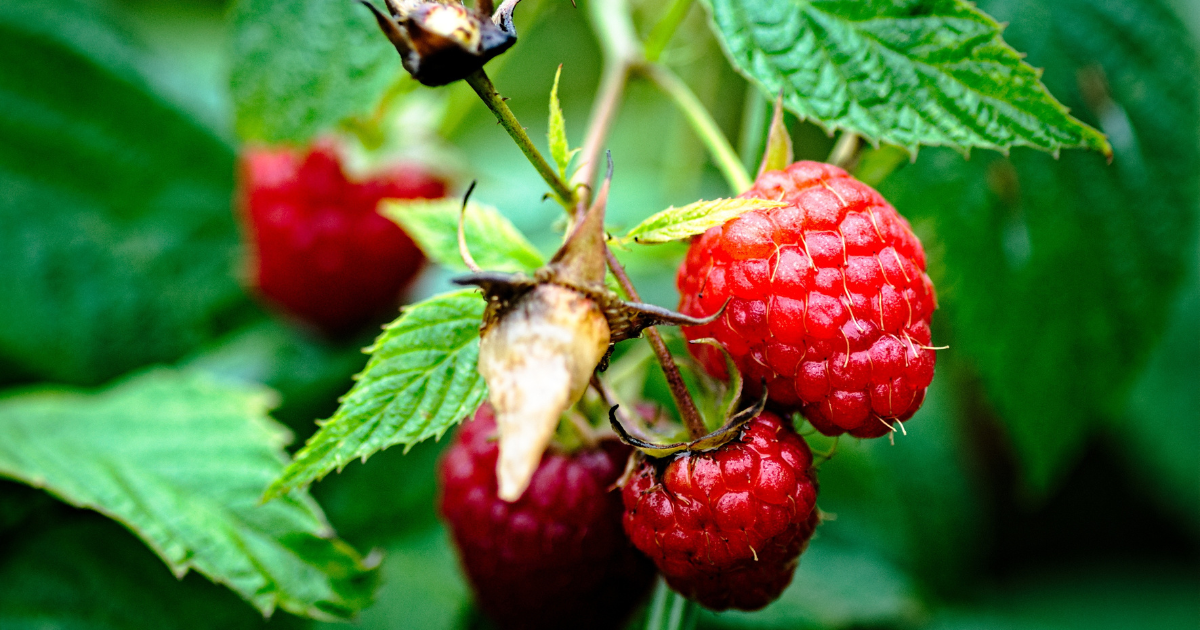 キイチゴ（ラズベリー）の育て方：初心者でも簡単！美味しい実を収穫するコツ