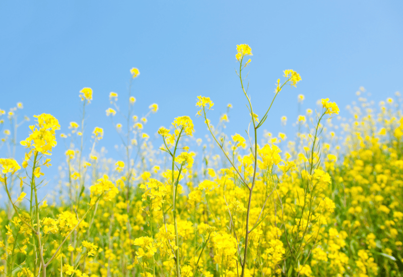 菜の花アレルギーとは？症状と対処法を徹底解説