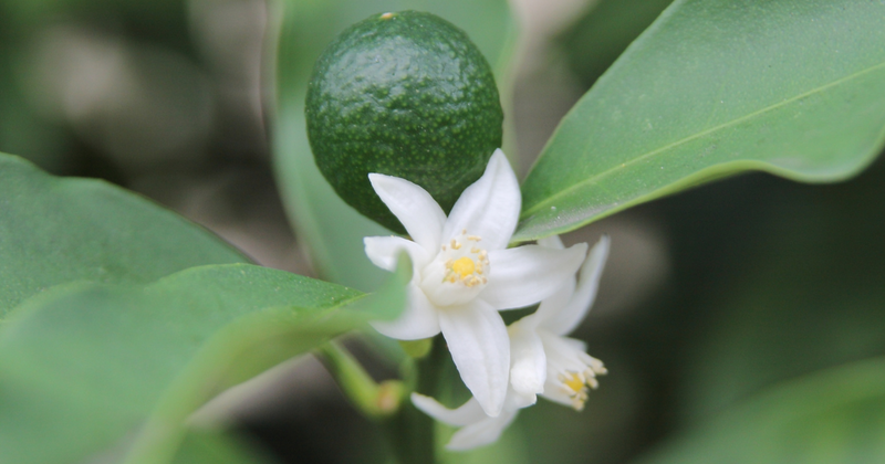 庭にみかんの木を植える前に知っておきたいこと：苗木の選び方から開花、結実の注意点