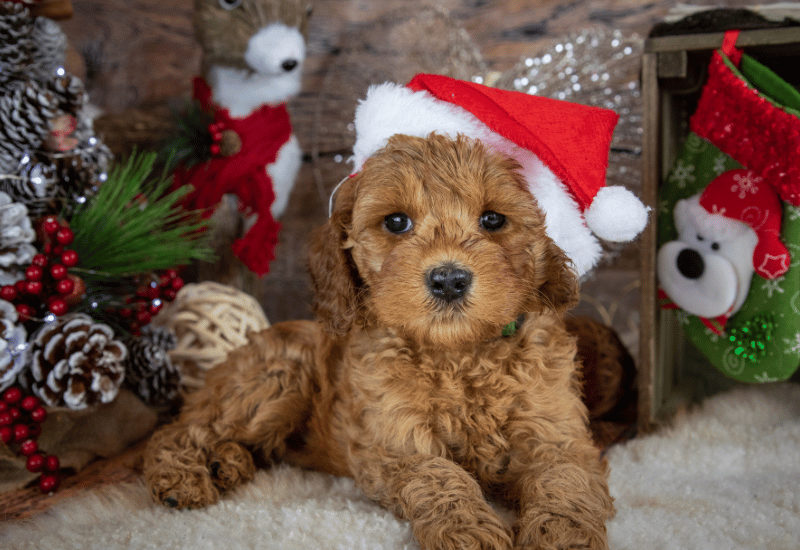 クリスマスケーキ犬用