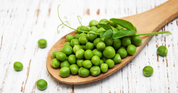 【家庭菜園】エンドウ豆の育て方完全ガイド｜品種選びから収穫時期の見極め、病害虫対策まで