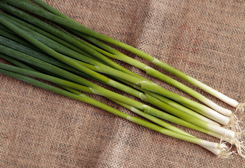 九条ネギの魅力：特徴、栽培方法を徹底解説