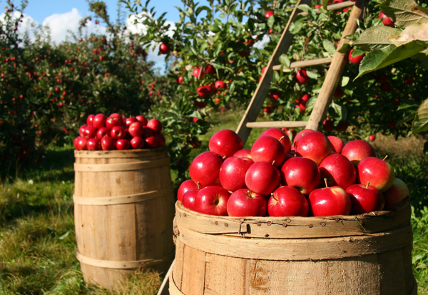りんごを冷蔵庫で長持ちさせる！鮮度を保つ保存方法の決定版