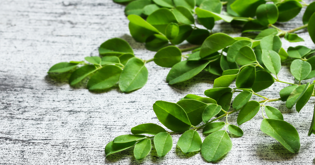 モリンガの和名「ワサビノキ」とは？特徴、ワサビとの違い、栄養価、活用法を徹底解説