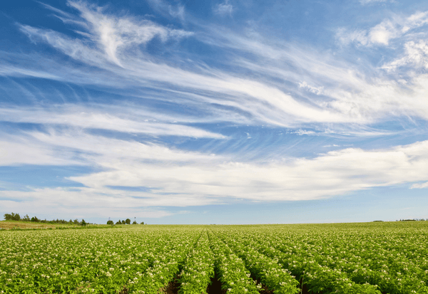 知らずに食べたら危険！じゃがいもの毒素から身を守る方法