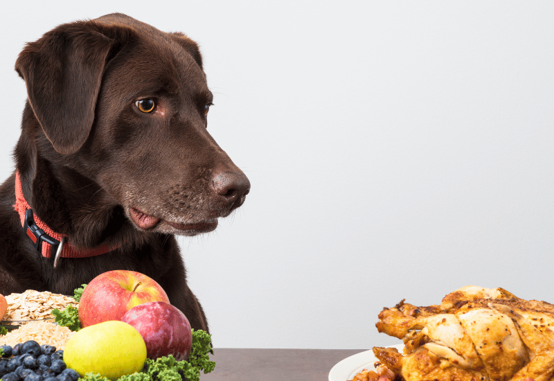 犬　人間の食べ物