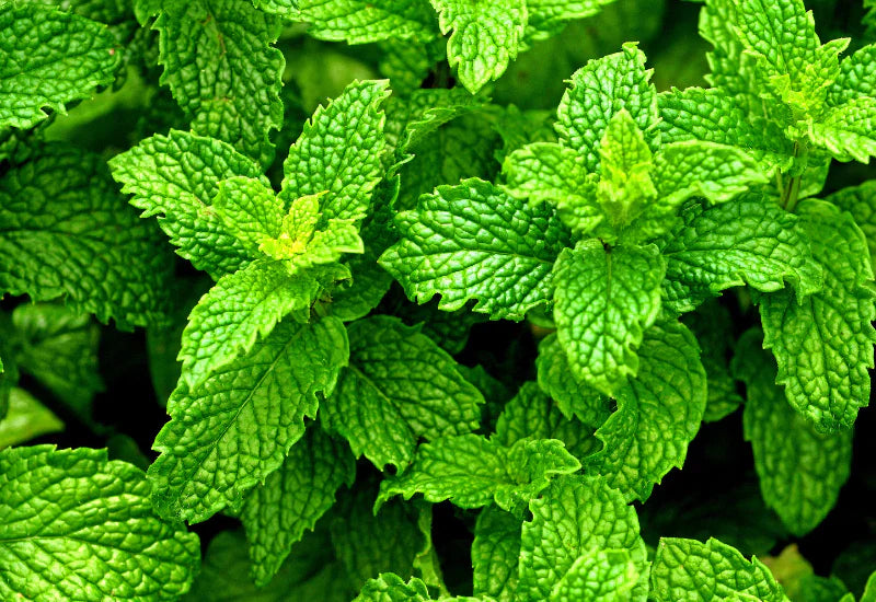 ペパーミント 効果