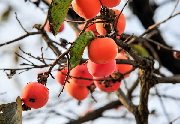 焼酎で渋柿の渋抜き！？驚きの活用法と効果を徹底解説