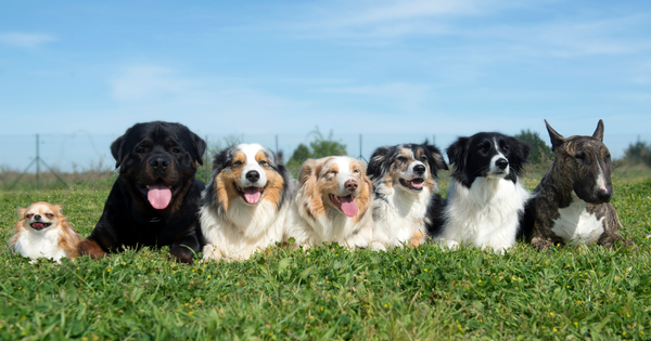 愛犬が喜ぶ！さつまいもを使ったおすすめおやつレシピと選び方