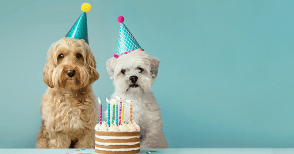 愛犬と楽しむアレルギー対応ケーキ：選び方から手作りレシピまで