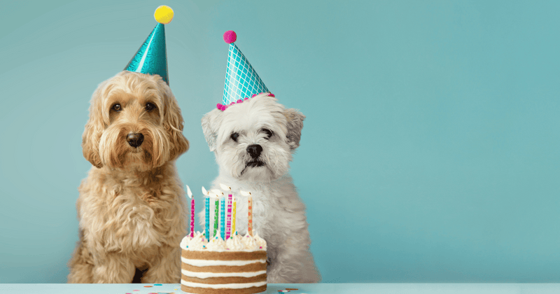 愛犬と楽しむアレルギー対応ケーキ：選び方から手作りレシピまで