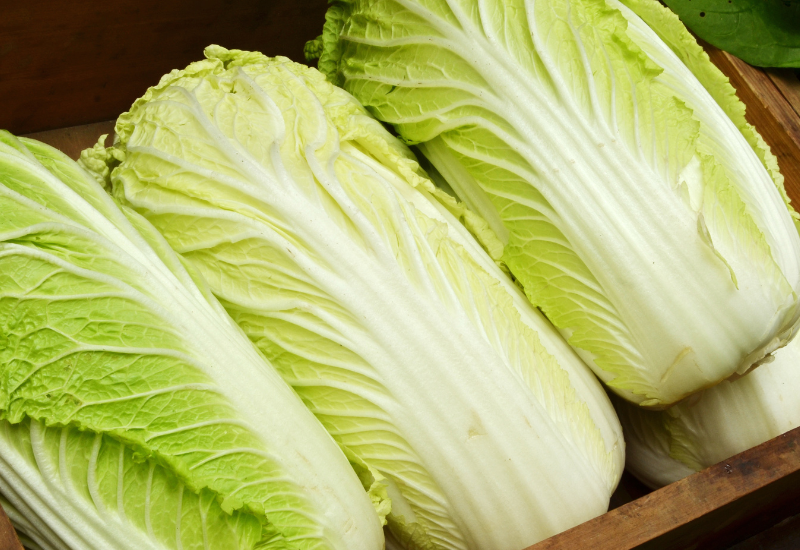 白菜とは？ 冬の食卓を彩る万能野菜の魅力と栄養