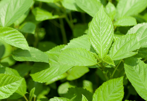 モロヘイヤとは？栄養満点の「王様の野菜」の秘密と歴史