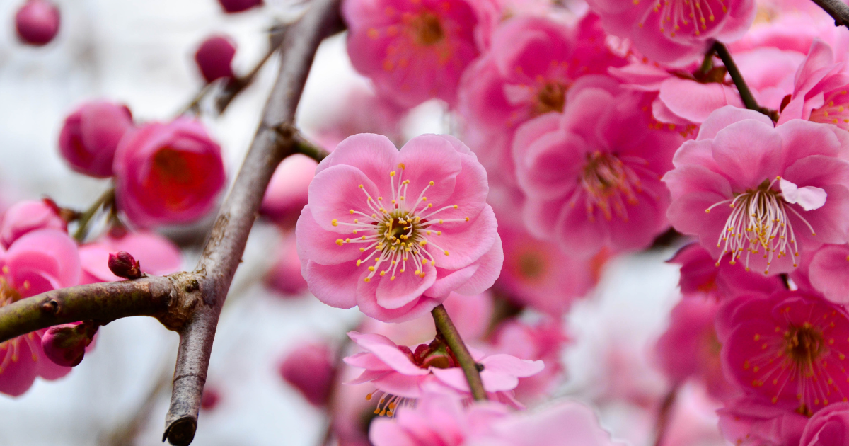 梅の種類を見分ける!花梅と実梅、特徴と見分け方のポイント解説