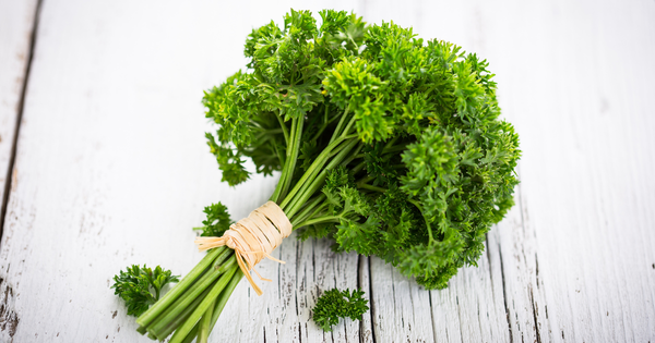 知っておきたいパセリの種類：特徴、効能、活用法を徹底解説