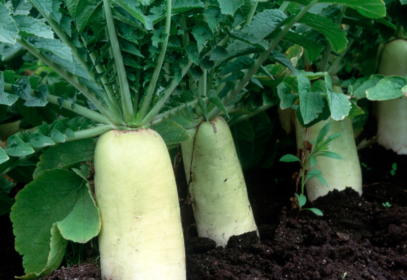 大根が苦い原因と対策：苦味除去の調理法・選び方・保存方法