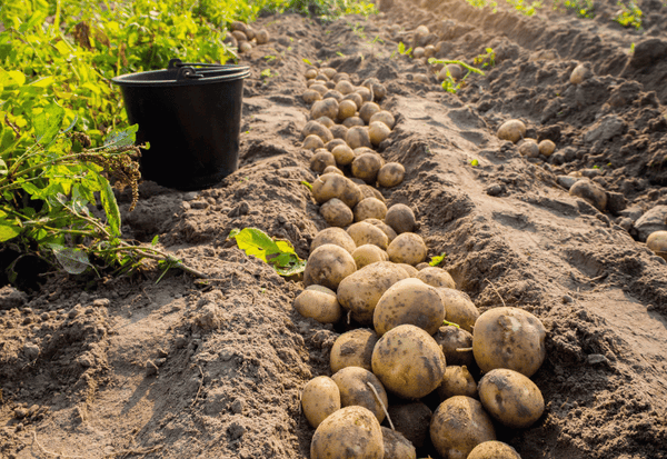 ジャガイモの後作：最適な野菜の選び方と連作障害対策