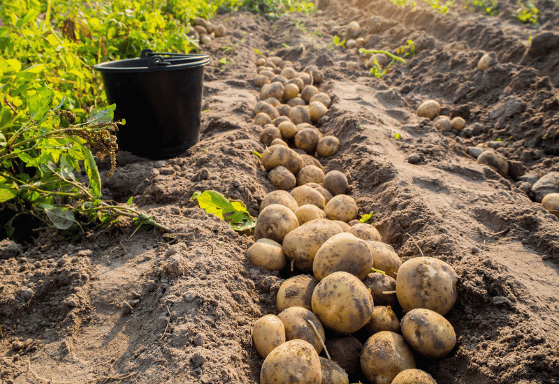 ジャガイモの後作：最適な野菜の選び方と連作障害対策