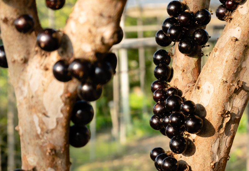 ジャボチカバ苗：自宅で育てる珍しい果実の魅力と栽培のポイント