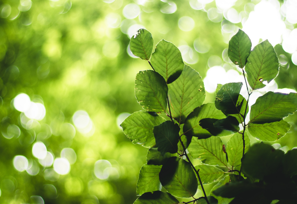 幻の山菜「ウワバミソウ（ミズ）」発見！特徴・採取方法から絶品レシピまで徹底解説