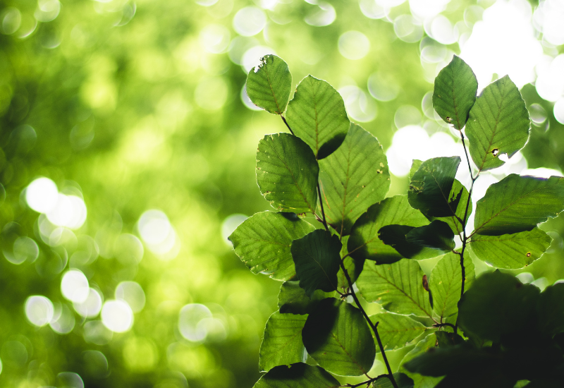 幻の山菜「ウワバミソウ（ミズ）」発見！特徴・採取方法から絶品レシピまで徹底解説