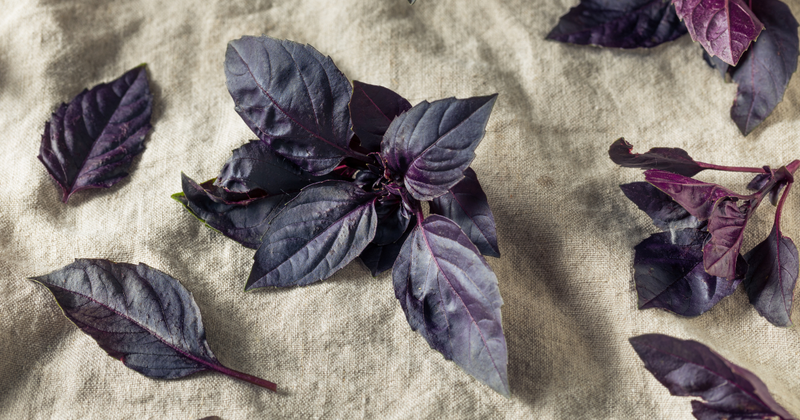 ダークオパールバジル：美しさと風味を兼ね備えた紫色の宝石