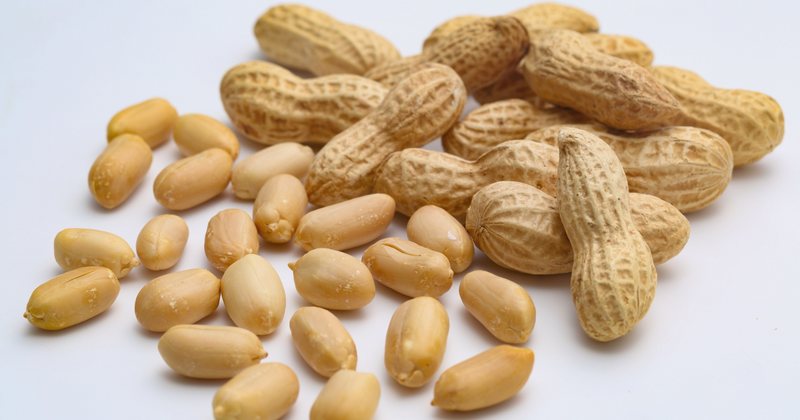 生落花生を安全に美味しく！茹で方、煎り方、保存方法と生食に関する注意点