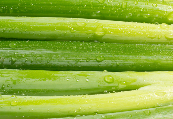 九条ねぎ栽培：家庭菜園で楽しむ、京野菜の魅力と育て方