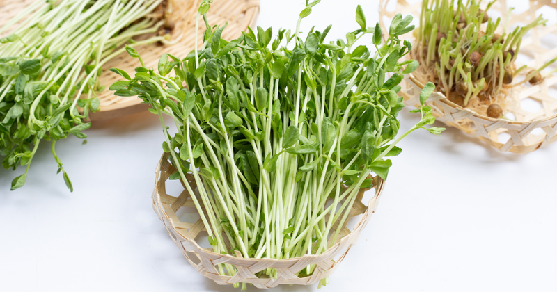 豆苗（トウミョウ）とは？栄養・栽培方法・再生栽培まで徹底解説