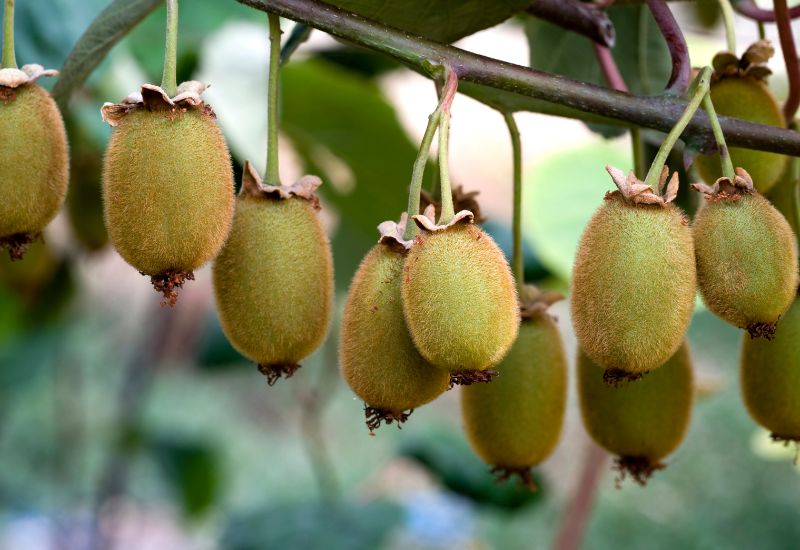 キウイ栽培に鶏糞肥料は効果的？甘くて美味しい実を育てる秘訣