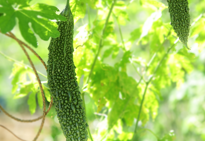 知られざる万能野菜、ツルレイシ（ゴーヤ）の魅力徹底解剖！