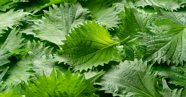 大葉としその違いとは？種類、栄養、保存方法、レシピ