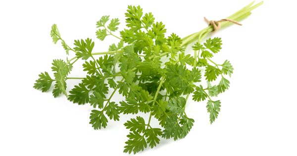 セルフィーユとは？風味・栄養・効能、イタリアンパセリとの違いまで徹底解説