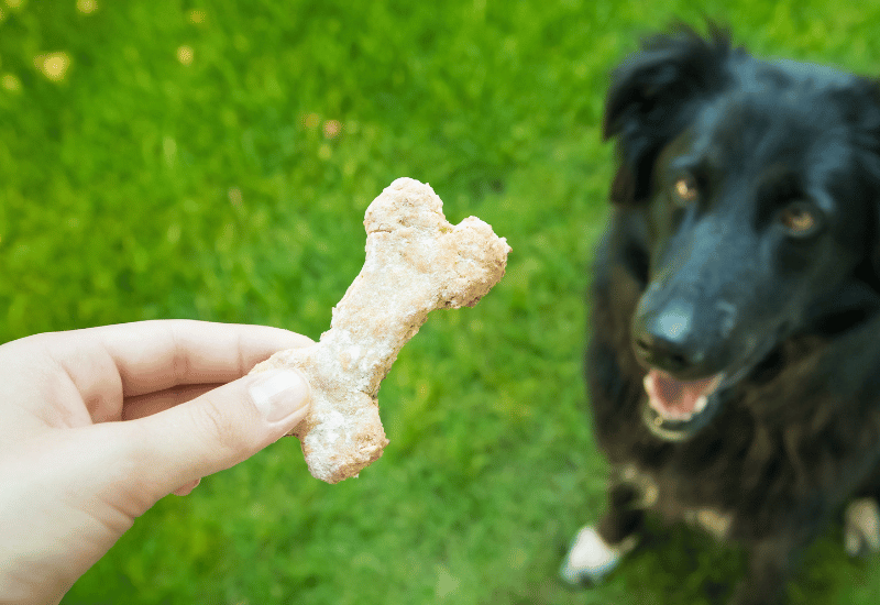 犬のクッキー