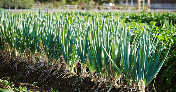 家庭菜園初心者でも簡単！ネギの収穫時期と育て方のコツ