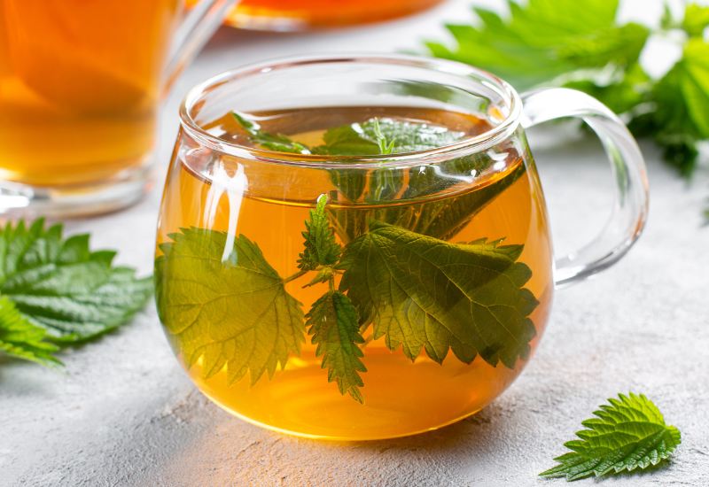 ネトル茶の驚くべき効能：天然マルチビタミンの力で健康をサポート