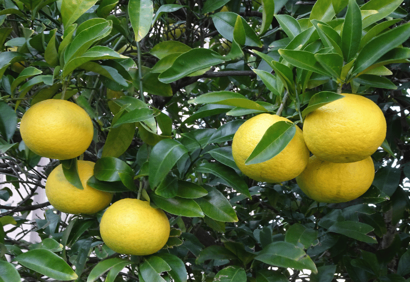 河内晩柑の効能：甘さとジューシーさだけじゃない、知られざる健康効果を徹底解説！