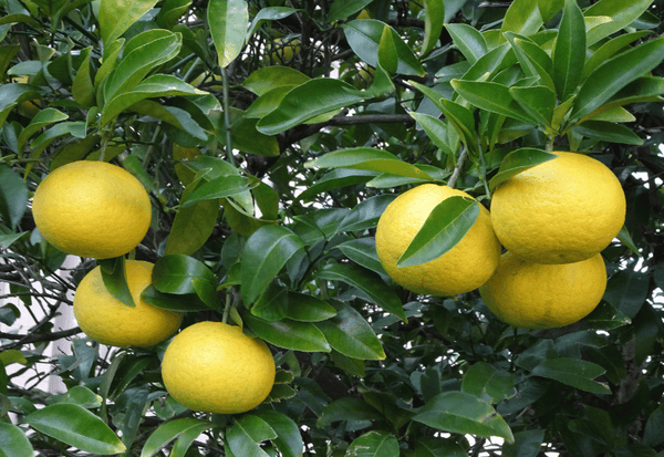 河内晩柑の効能：甘さとジューシーさだけじゃない、知られざる健康効果を徹底解説！