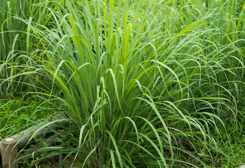 レモングラスの驚くべき効能：健康と美容への活用法