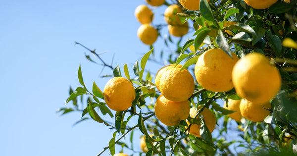 【完全版】柚子栽培で失敗しない！育て方から病害虫対策、収穫まで徹底解説