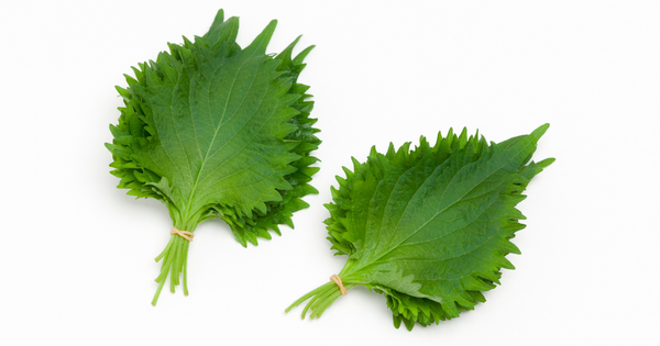 大葉を長持ちさせる保存術！冷蔵・冷凍・乾燥で風味をキープ